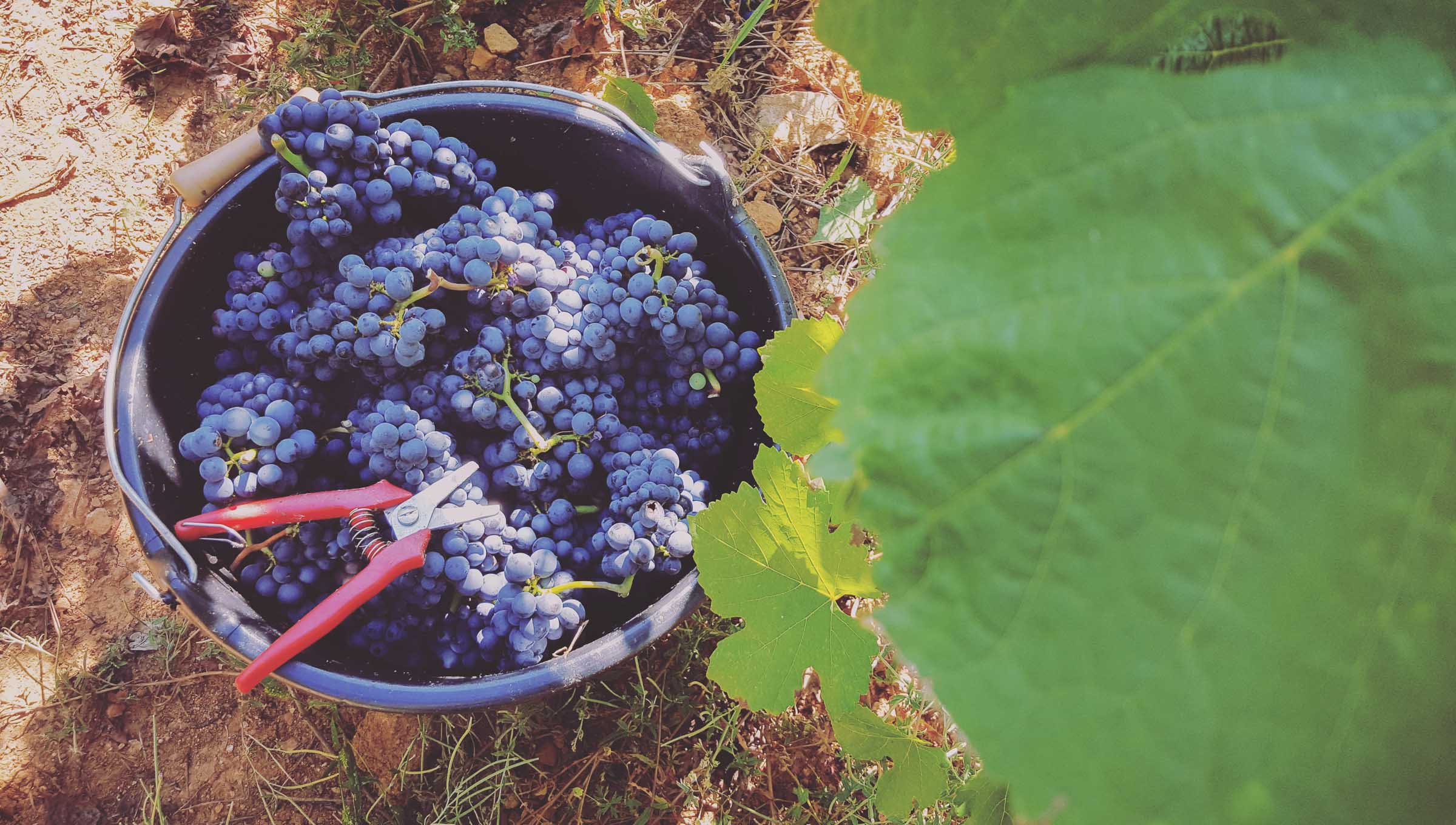 grape harvest in burgundy france