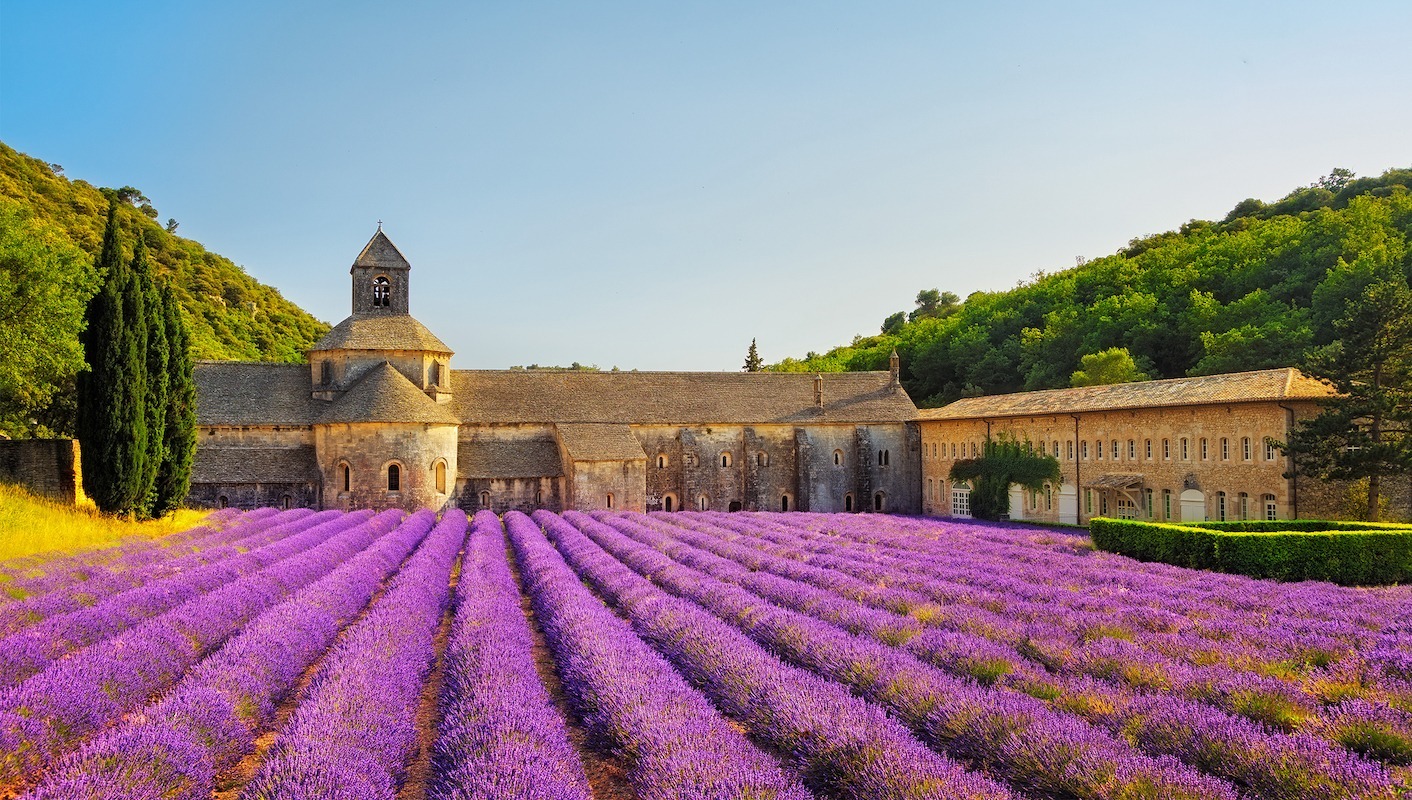provence lavender